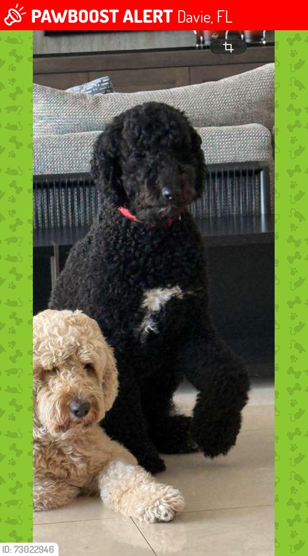 Lost Male Dog last seen Flamingo Nursery area, Davie, FL 33325