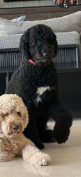 Lost Male Dog last seen Flamingo Nursery area, Davie, FL 33325