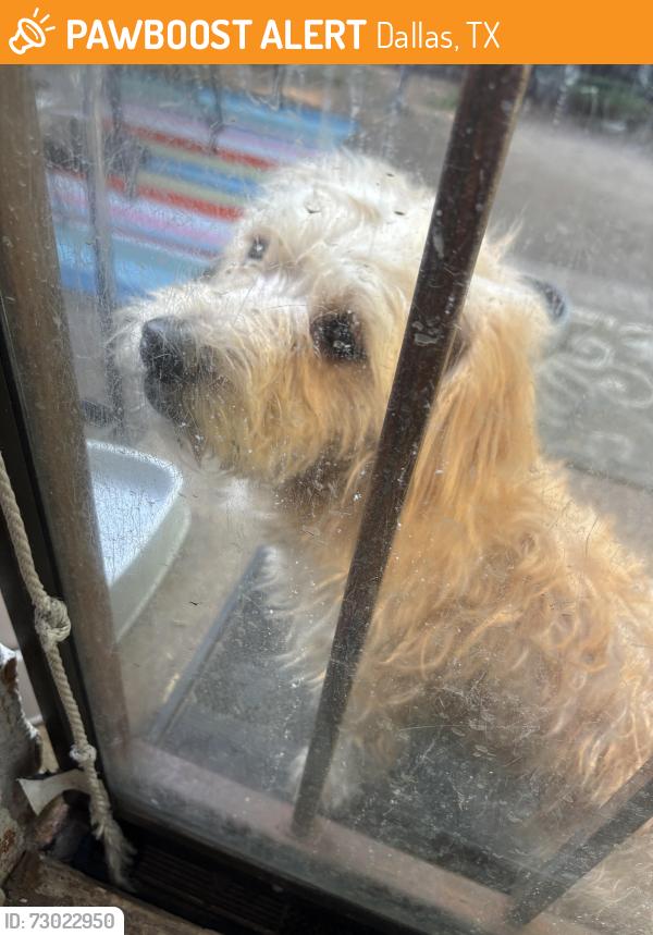 Found/Stray Male Dog last seen Pleasant Dr, Dallas, TX 75217