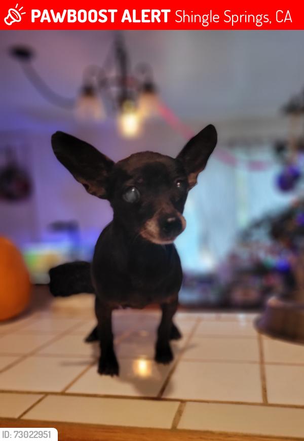 Lost Female Dog last seen French Creek and Banbury Cross, Shingle Springs, CA 95682