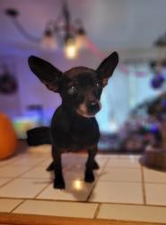 Lost Female Dog last seen French Creek and Banbury Cross, Shingle Springs, CA 95682