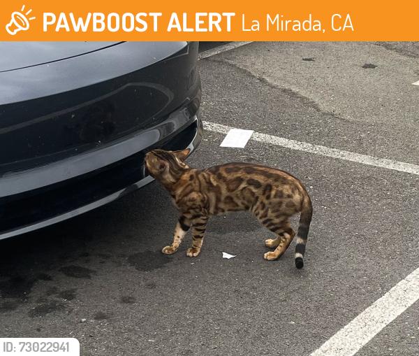 Found/Stray Unknown Cat last seen Near IMPERIAL HWY,  LA MIRADA, CA 90638, La Mirada, CA 90638
