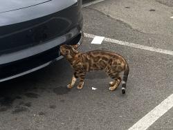 Found/Stray Unknown Cat last seen Near IMPERIAL HWY,  LA MIRADA, CA 90638, La Mirada, CA 90638