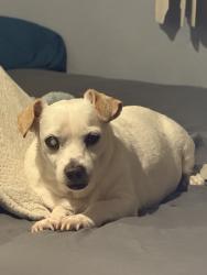 Reunited Male Dog last seen Near S Birchett Dr, Tempe, AZ 85282, USA, Tempe, AZ 85282