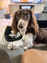 Reunited Male Dog last seen SW 76th Ave, 33143, Miami, FL 33143