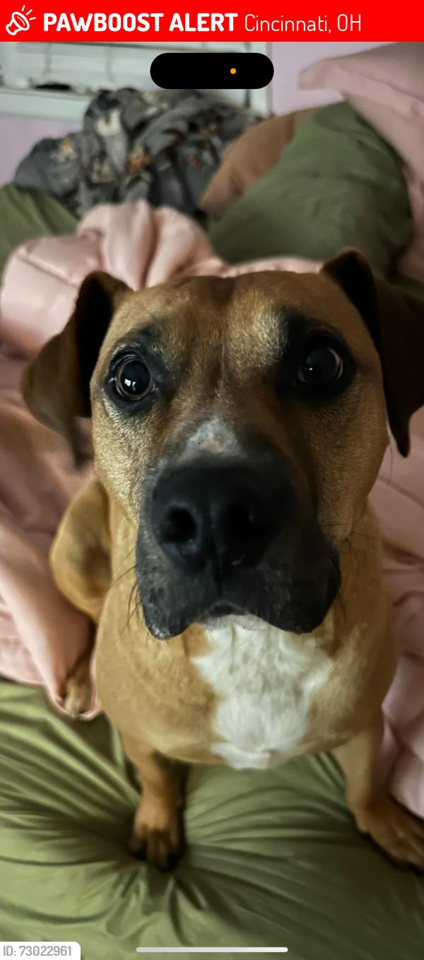 Lost Male Dog last seen Victor street Clifton heights , Cincinnati, OH 45219