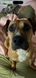 Lost Male Dog last seen Victor street Clifton heights , Cincinnati, OH 45219