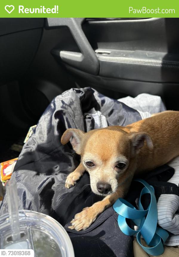 Reunited Female Dog last seen 43rd , Puyallup, WA 98372