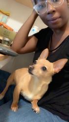 Lost Female Dog last seen South meadow lane and Washington st, Colton, CA 92324