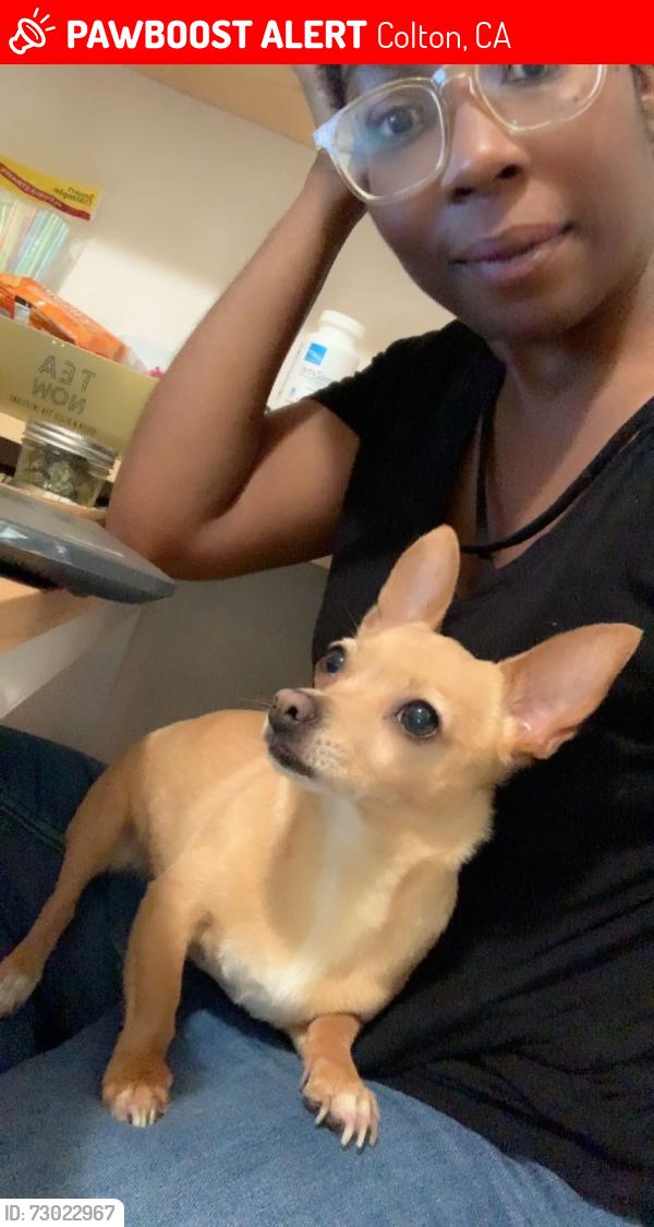 Lost Female Dog last seen South meadow lane and Washington st, Colton, CA 92324