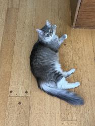 Lost Male Cat last seen Ganges, El Cerrito, CA 94530