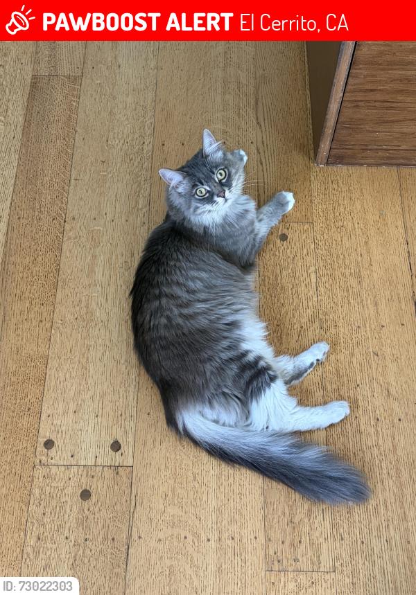 Lost Male Cat last seen Ganges, El Cerrito, CA 94530