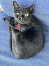 Lost Male Cat last seen Padonia Road at Longstone (Mays Chapel), Timonium, MD 21093