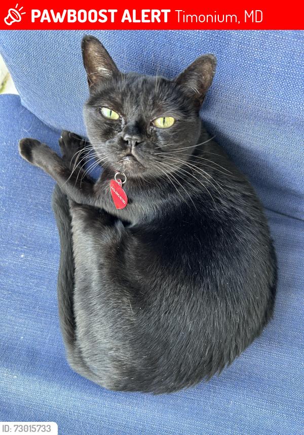 Lost Male Cat last seen Padonia Road at Longstone (Mays Chapel), Timonium, MD 21093