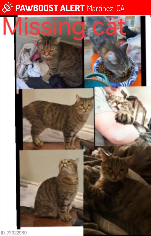 Lost Female Cat last seen At my hse street, Martinez, CA 94553