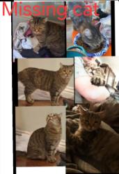 Lost Female Cat last seen At my hse street, Martinez, CA 94553