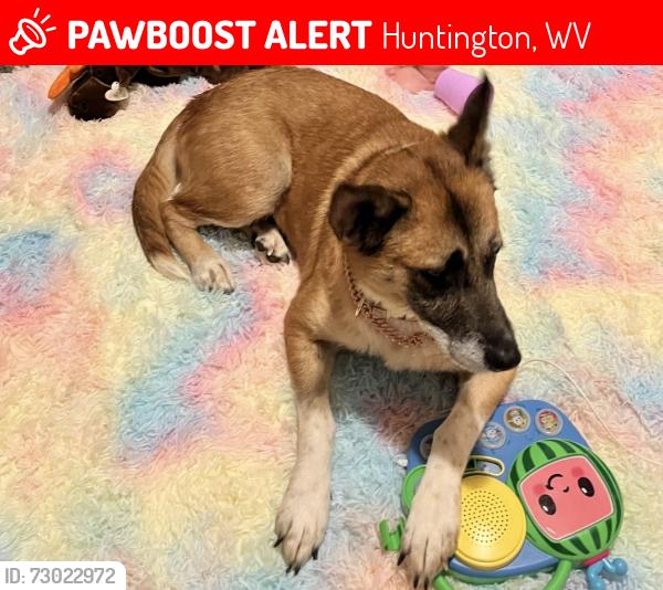 Lost Female Dog last seen Davis St., Huntington, WV 25705