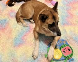 Lost Female Dog last seen Davis St., Huntington, WV 25705
