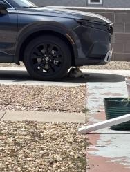 Found/Stray Unknown Cat last seen Virginia St NE, Albuquerque, NM 87107