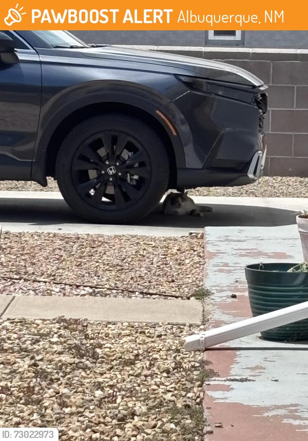 Found/Stray Unknown Cat last seen Virginia St NE, Albuquerque, NM 87107