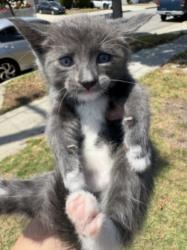 Shelter Stray Male Cat last seen , 1850 W 60th St, Los Angeles, CA 90047, USA