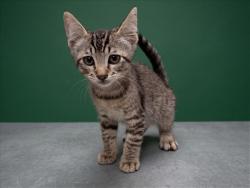 Shelter Stray Male Cat last seen , 1850 W 60th St, Los Angeles, CA 90047, USA