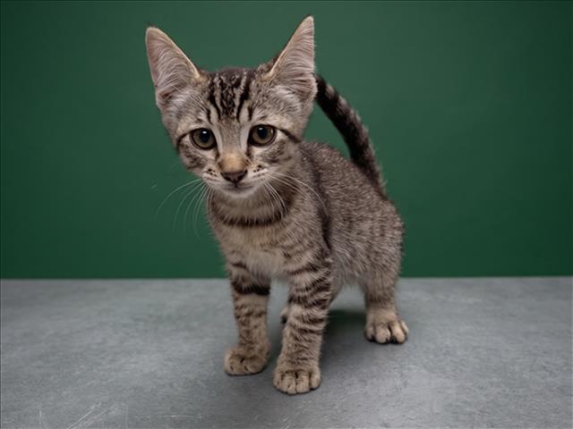Shelter Stray Male Cat last seen , 1850 W 60th St, Los Angeles, CA 90047, USA
