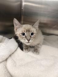 Shelter Stray Male Cat last seen CHESTER LN BAKERSFIELD, 201 S Mt Vernon Ave, Bakersfield, CA 93307, USA