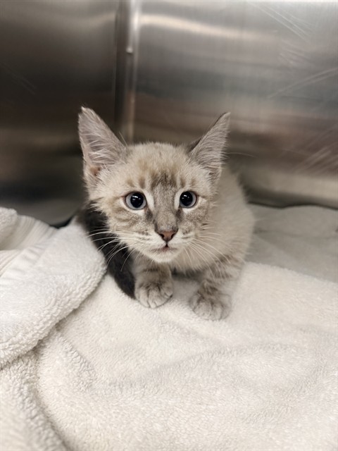 Shelter Stray Male Cat last seen CHESTER LN BAKERSFIELD, 201 S Mt Vernon Ave, Bakersfield, CA 93307, USA