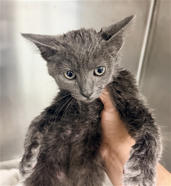 Shelter Stray Male Cat last seen HIGHLAND HIGH SCHOOL, BAKERSFIELD, 201 S Mt Vernon Ave, Bakersfield, CA 93307, USA