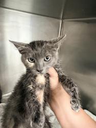 Shelter Stray Female Cat last seen HIGHLAND HIGH SCHOOL, BAKERSFIELD, 201 S Mt Vernon Ave, Bakersfield, CA 93307, USA