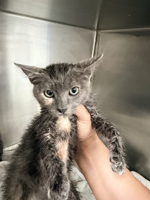 Shelter Stray Female Cat last seen HIGHLAND HIGH SCHOOL, BAKERSFIELD, 201 S Mt Vernon Ave, Bakersfield, CA 93307, USA