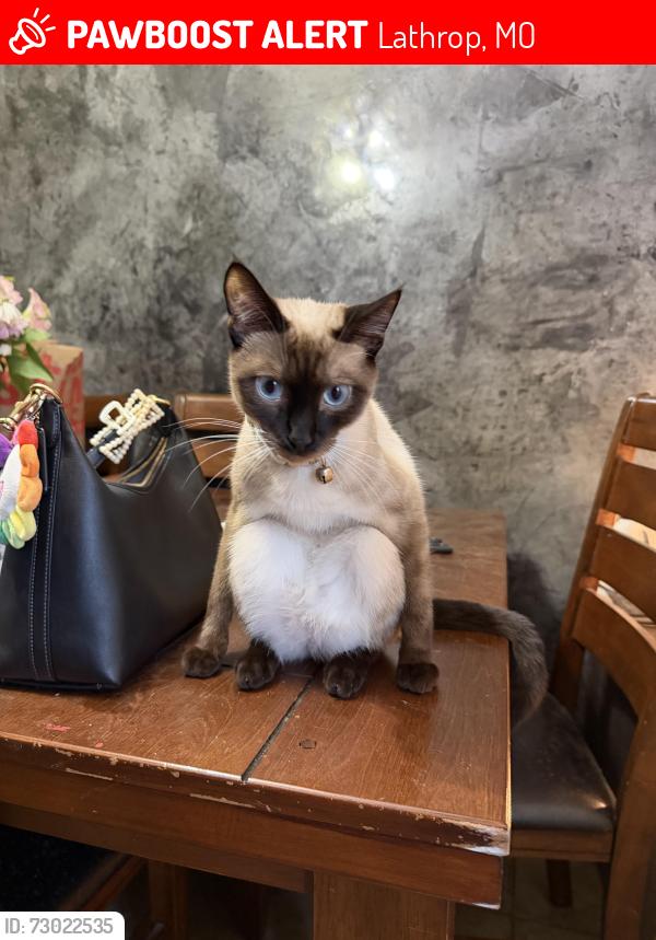 Lost Male Cat last seen Laster street, Lathrop, MO 64465