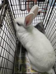 Shelter Stray Female Other last seen , 1850 W 60th St, Los Angeles, CA 90047, USA