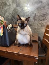 Lost Male Cat last seen Laster street, Lathrop, MO 64465