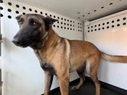 Shelter Stray Female Dog last seen Near BLK WESTERN DR, BAKERSFIELD, CA, 201 S Mt Vernon Ave, Bakersfield, CA 93307, USA