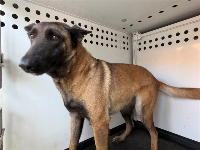 Shelter Stray Female Dog last seen Near BLK WESTERN DR, BAKERSFIELD, CA, 201 S Mt Vernon Ave, Bakersfield, CA 93307, USA