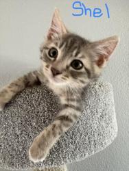 Shelter Stray Male Cat last seen FLORIN RD/FRANUSICH AVE, 95828, 3839 Bradshaw Rd, Sacramento, CA 95827, USA