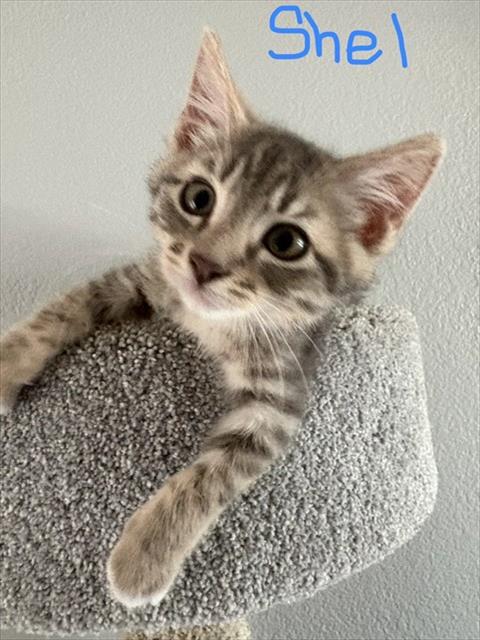 Shelter Stray Male Cat last seen FLORIN RD/FRANUSICH AVE, 95828, 3839 Bradshaw Rd, Sacramento, CA 95827, USA