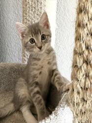 Shelter Stray Female Cat last seen FLORIN RD/FRANUSICH AVE, 95828, 3839 Bradshaw Rd, Sacramento, CA 95827, USA
