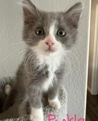 Shelter Stray Female Cat last seen FLORIN RD/FRANUSICH AVE, 95828, 3839 Bradshaw Rd, Sacramento, CA 95827, USA