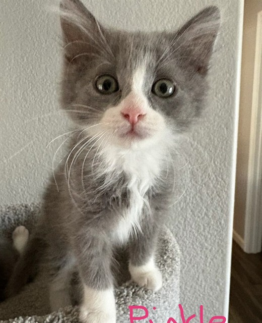 Shelter Stray Female Cat last seen FLORIN RD/FRANUSICH AVE, 95828, 3839 Bradshaw Rd, Sacramento, CA 95827, USA