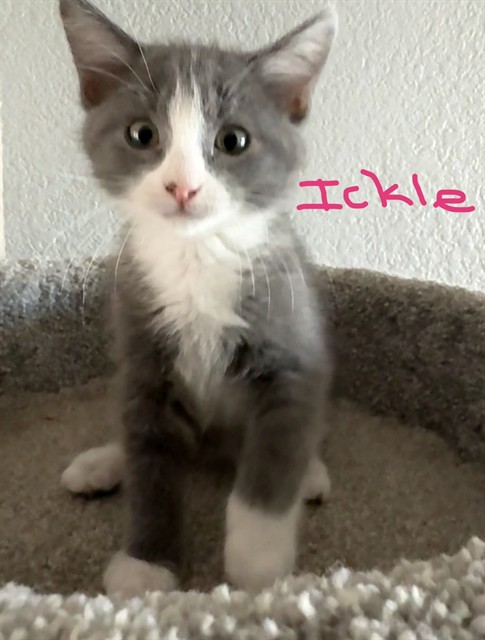 Shelter Stray Female Cat last seen FLORIN RD/FRANUSICH AVE, 95828, 3839 Bradshaw Rd, Sacramento, CA 95827, USA