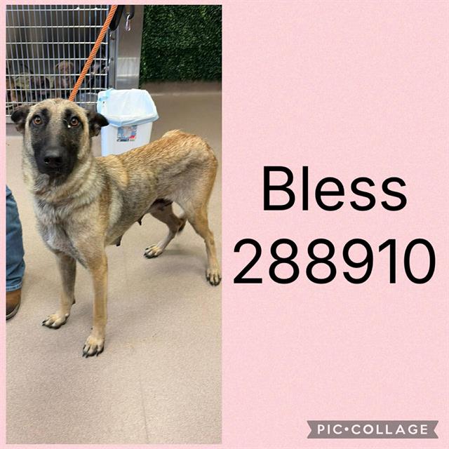 Shelter Stray Female Dog last seen MASON ST, 4214 Fulton Mill Rd, Macon, GA 31216, USA
