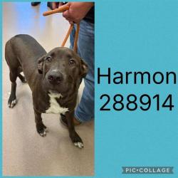 Shelter Stray Male Dog last seen HARMON DR, 4214 Fulton Mill Rd, Macon, GA 31216, USA