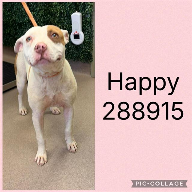 Shelter Stray Female Dog last seen HERON ST, 4214 Fulton Mill Rd, Macon, GA 31216, USA