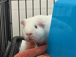 Shelter Stray Male Other last seen Near BLOCK ABBOT LN, COLORADO SPRINGS CO 80905, 610 Abbot Ln, Colorado Springs, CO 80905, USA