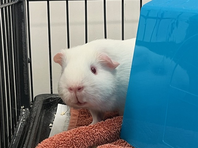 Shelter Stray Male Other last seen Near BLOCK ABBOT LN, COLORADO SPRINGS CO 80905, 610 Abbot Ln, Colorado Springs, CO 80905, USA