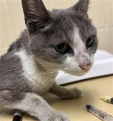 Shelter Stray Female Cat last seen FAIRWEATHER DR & W EL CAMINO AVE, 2127 Front St, Sacramento, CA 95818, USA