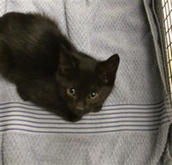 Shelter Stray Female Cat last seen 147TH & N HURON, 12155 Park Blvd, Brighton, CO 80601, USA